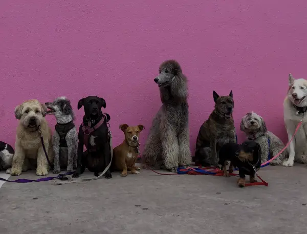 Laboratorio de análisis clínico veterinario